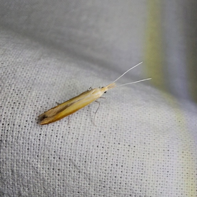 Coleophora