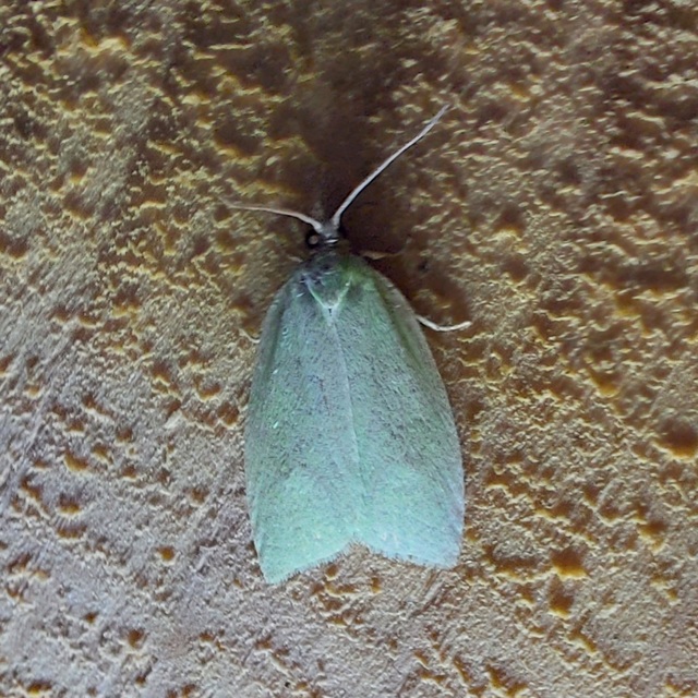 Tortrix viridana - tölgyilonca