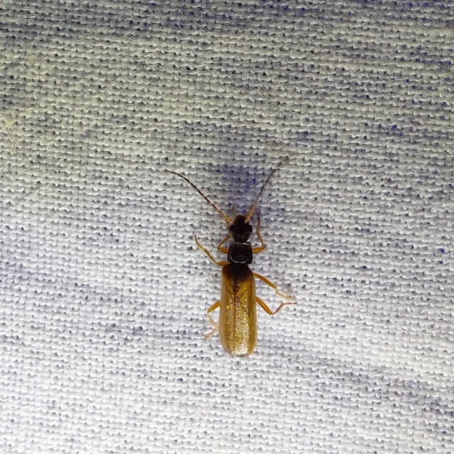 Rhagonycha lignosa - cserjés-lágybogár