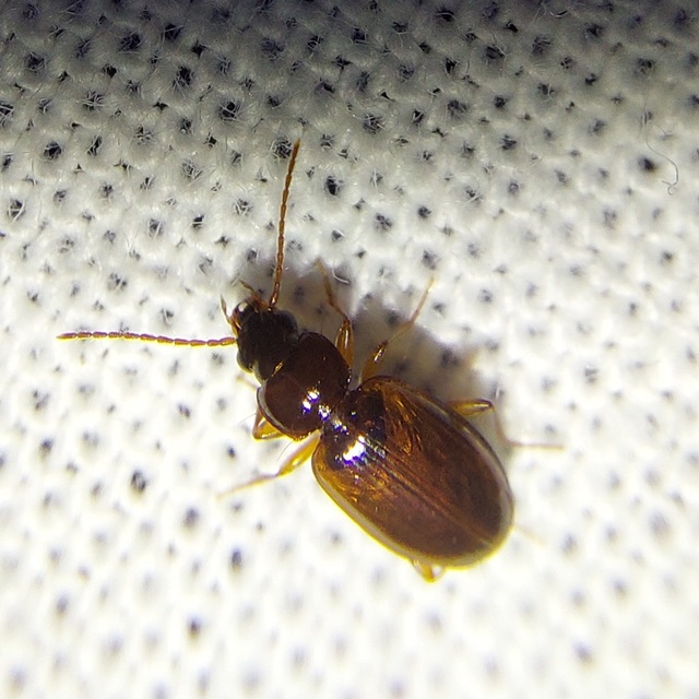 Trechus quadristriatus - közönséges fürgefutonc