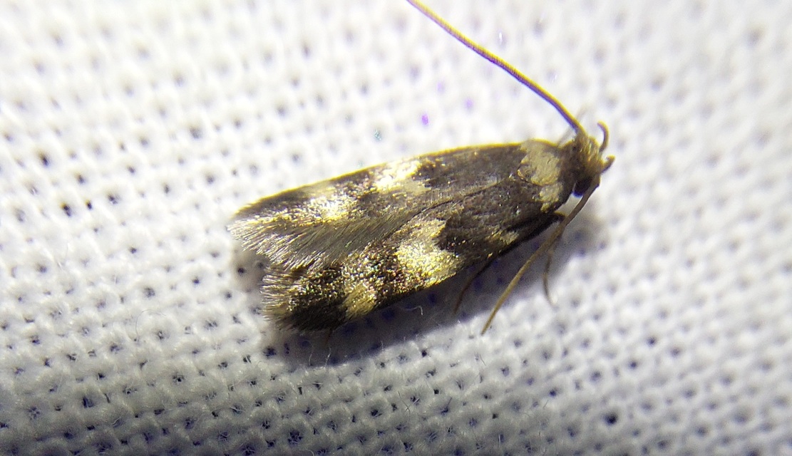 Oegoconia
