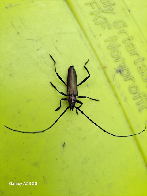 Aromia moschata - pézsmacincér
