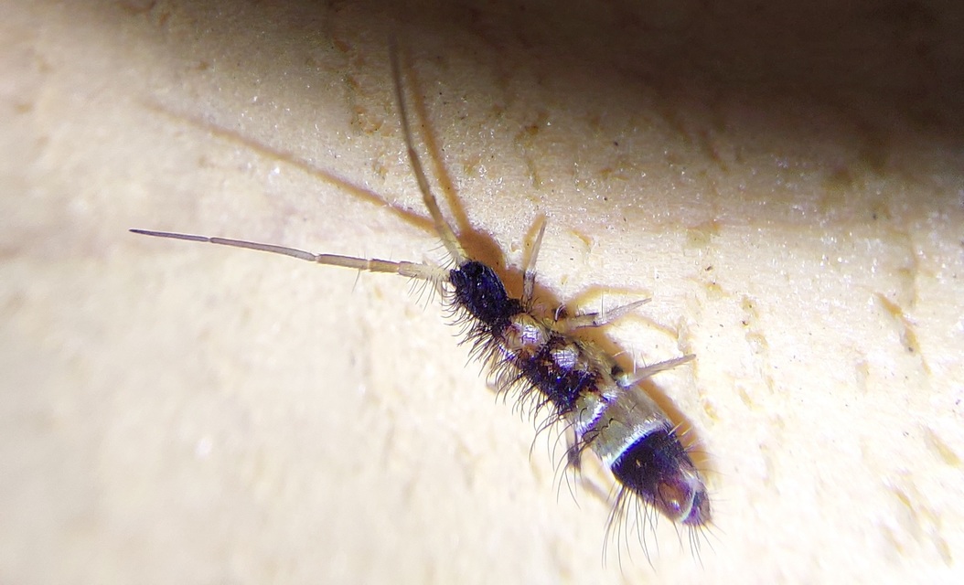 Collembola - Ugróvillások