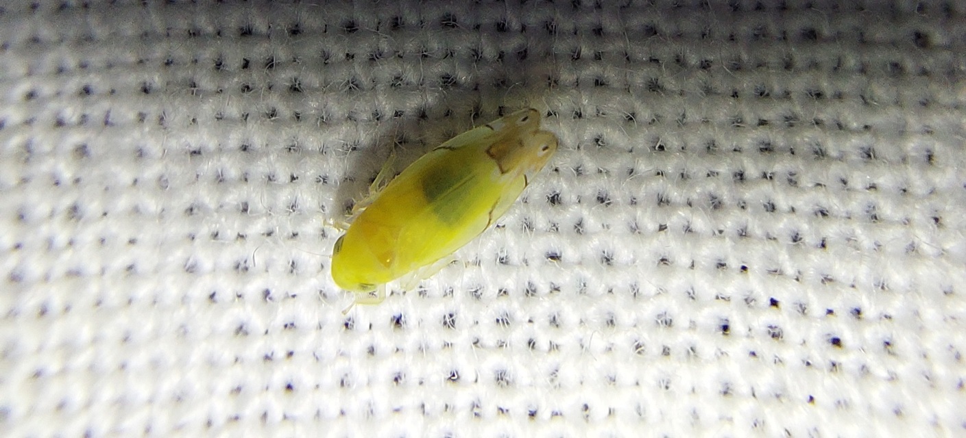 Eurhadina
