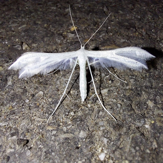 Pterophorus pentadactyla - fehér tollasmoly