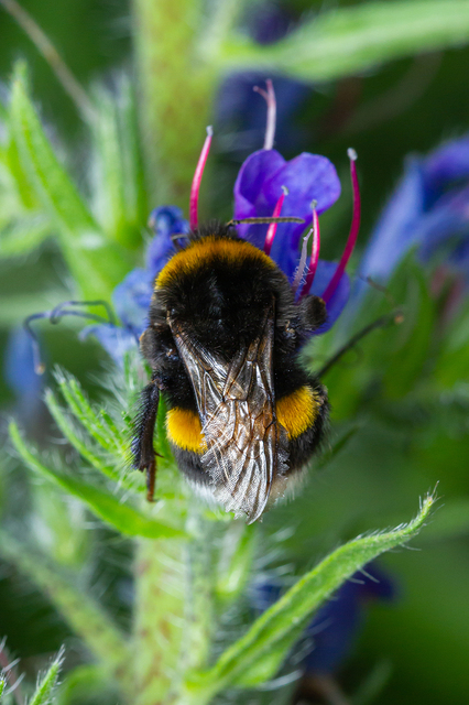 Bombus terrestris/lucorum