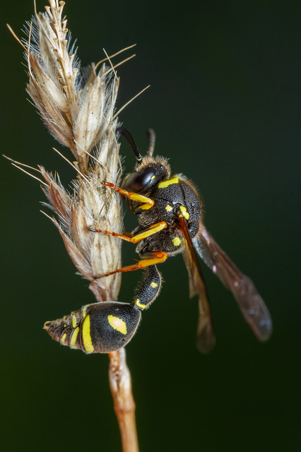 Eumenes