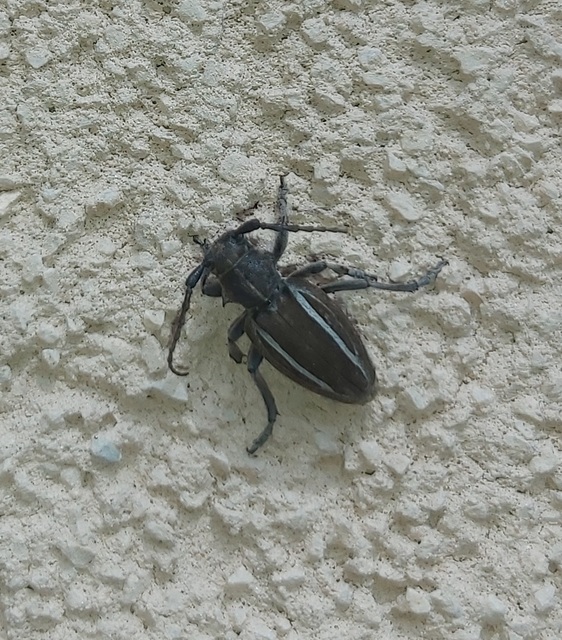 Neodorcadion bilineatum - kétsávos földicincér