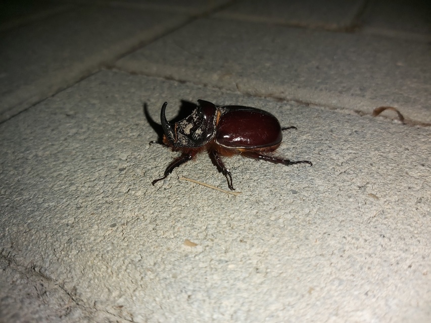 Oryctes nasicornis - orrszarvú bogár