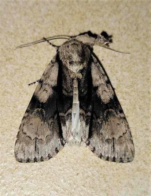 Acronicta alni - éger-szigonyosbagoly