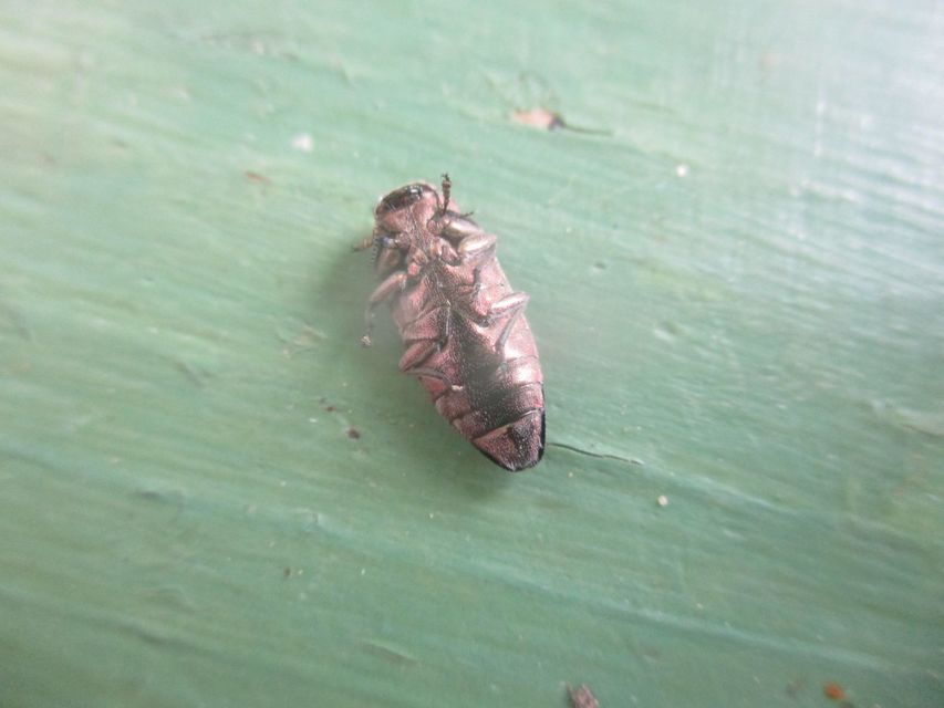 Chrysobothris affinis - aranypettyes díszbogár