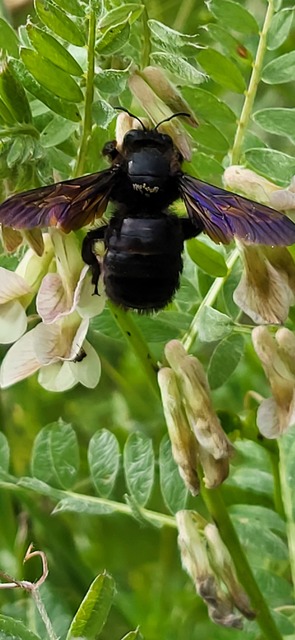 Xylocopa