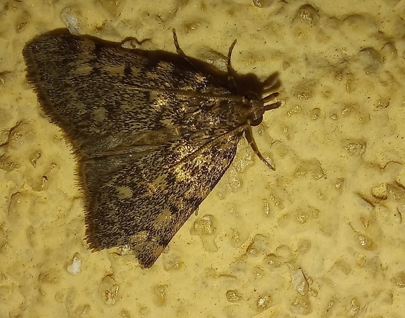 Aglossa pinguinalis - zsiradékmoly