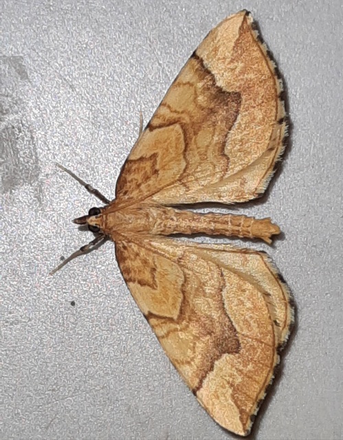 Eulithis mellinata - feketeribiszke-araszoló