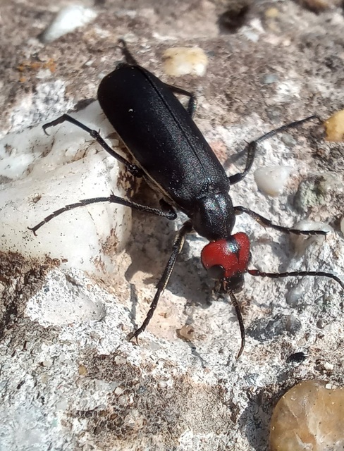 Epicauta rufidorsum - hollóbogár