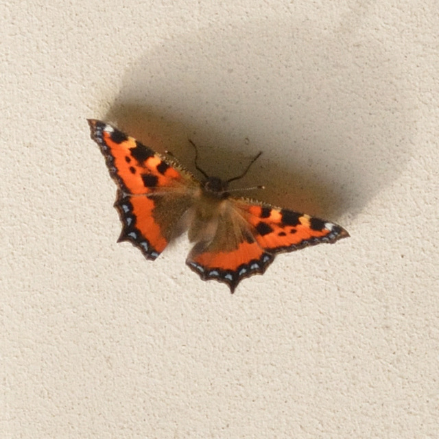 Nymphalis urticae - kis rókalepke