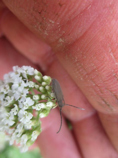 Phytoecia pustulata - parányi fűcincér