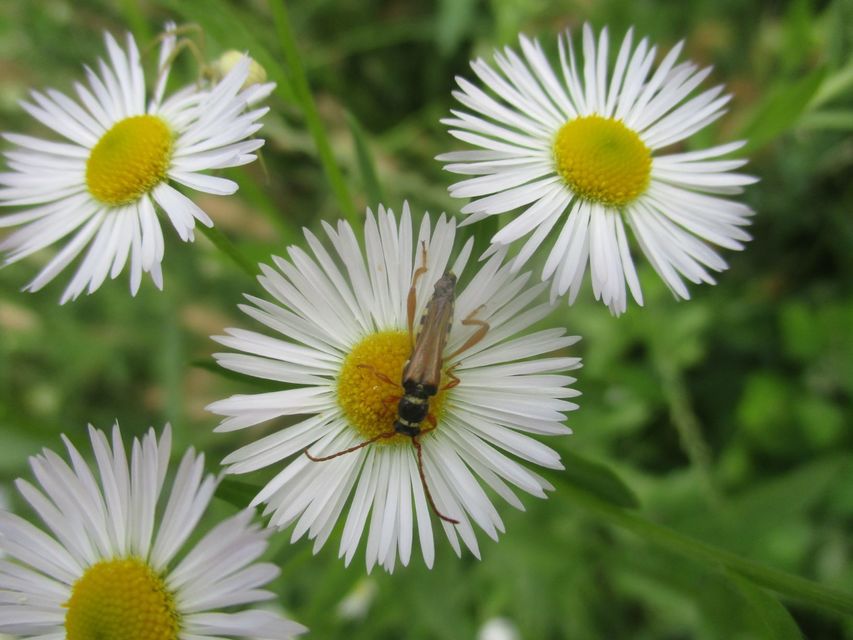Stenopterus flavicornis - sárgacsápú keskenyfedőscincér