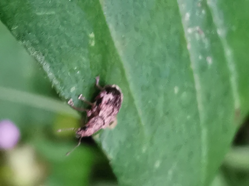 Polydrusus tereticollis - szalagos lombormányos