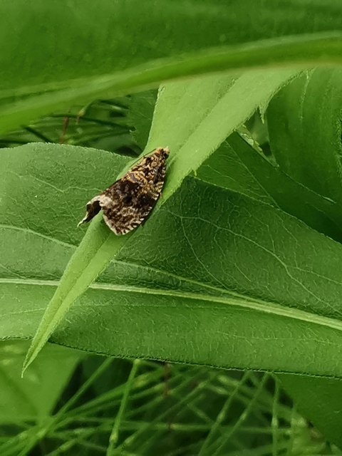 Celypha lacunana - vízparti tükrösmoly