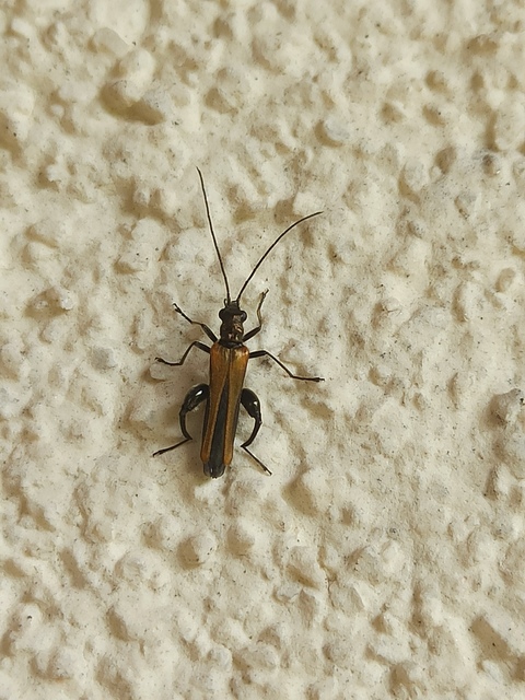 Oedemera femorata - sárgahátú álcincér