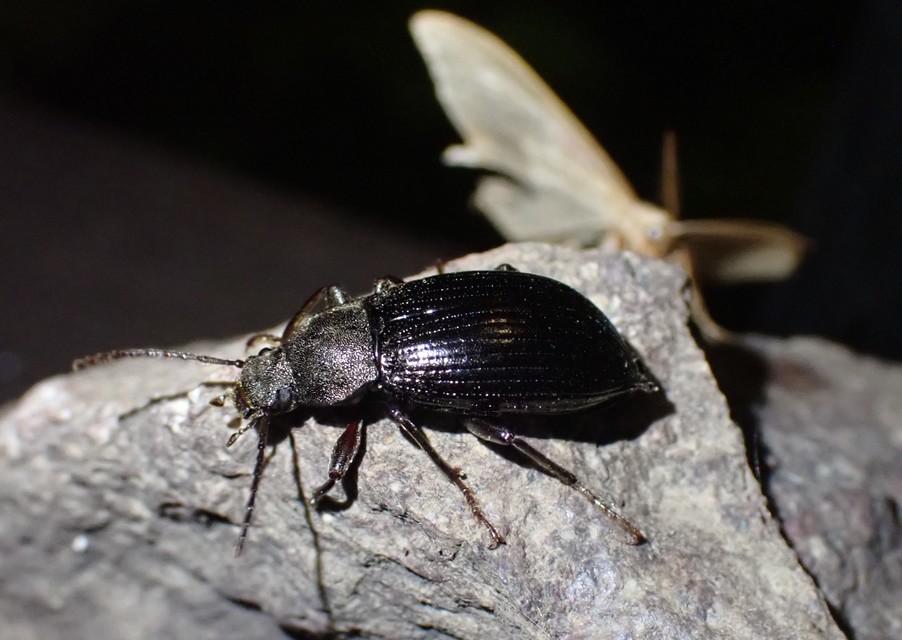 Stenomax aeneus - bronzos gyászbogár