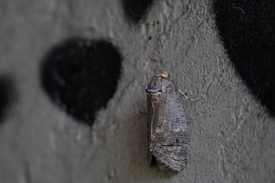 Cossus cossus - fűzfarontólepke