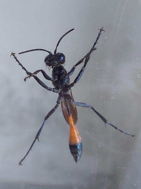 Sphecidae - kaparódarazsak