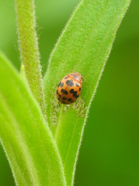 Subcoccinella vigintiquatuorpunctata - lucernaböde
