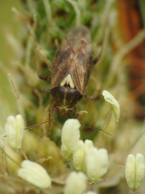 Lygus rugulipennis - molyhos mezeipoloska