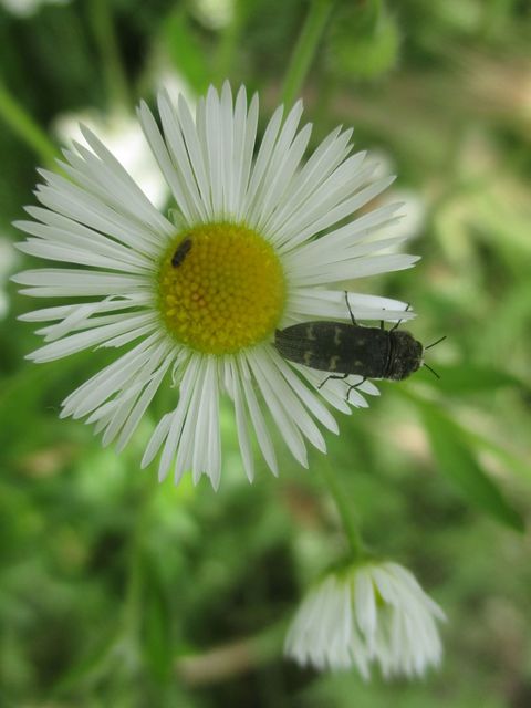 Acmaeoderella flavofasciata - sárgacsíkos zömökdíszbogár