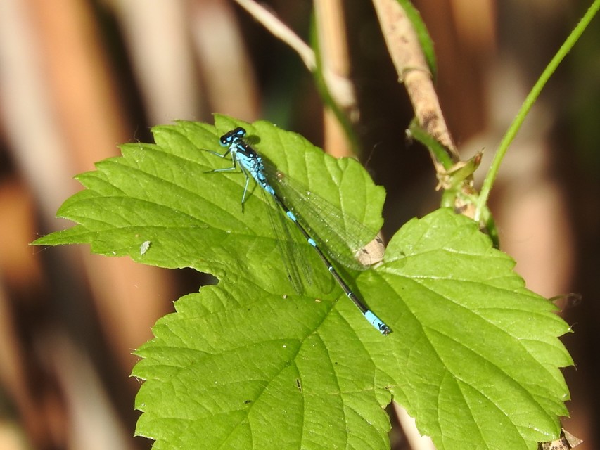 Coenagrion pulchellum - karcsú légivadász