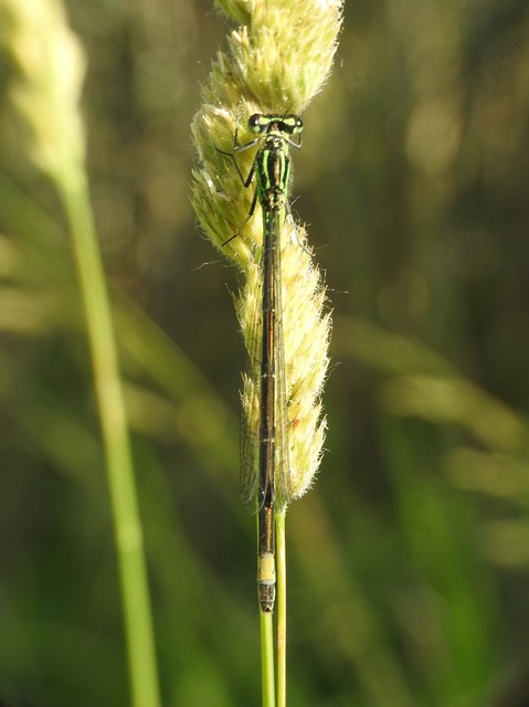 Coenagrion pulchellum - karcsú légivadász