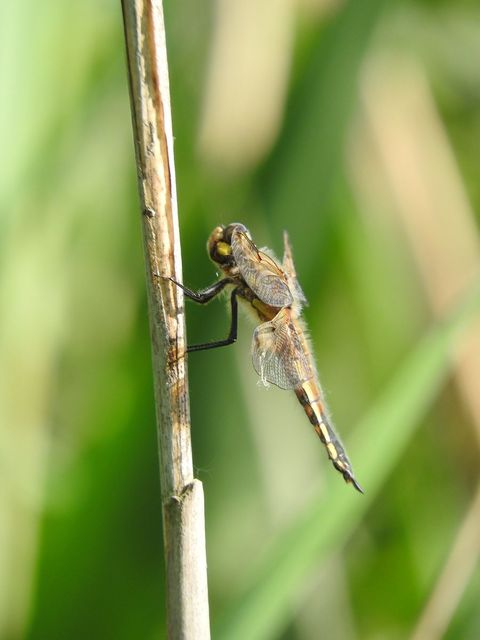 Libellula quadrimaculata - négyfoltos laposacsa