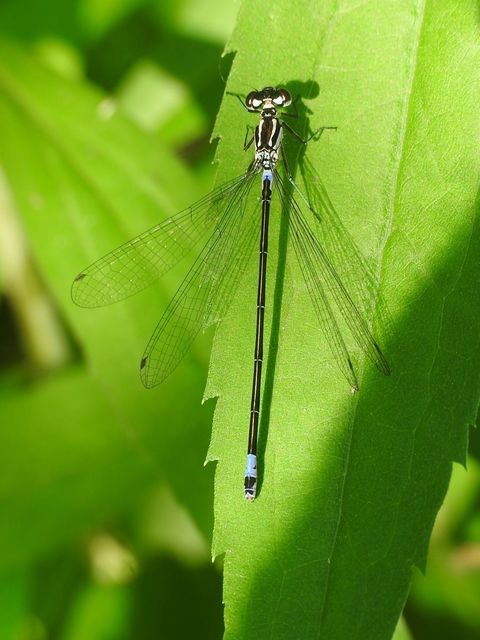 Coenagrion pulchellum - karcsú légivadász
