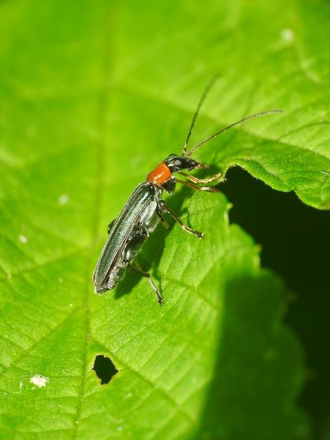 Oedemera croceicollis - pirostorú álcincér