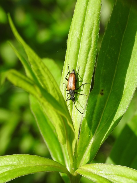 Stictoleptura fulva - vörhenyes virágcincér