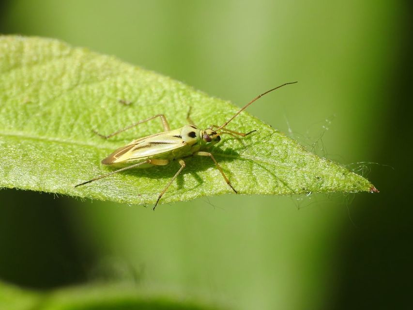 Stenotus binotatus - kétfoltos mezeipoloska