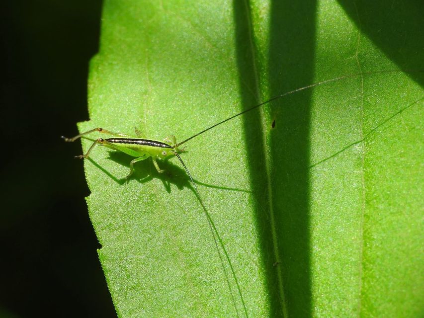 Conocephalus