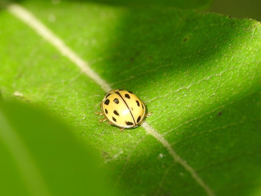 Propylea quatuordecimpunctata - tizennégypettyes füsskata