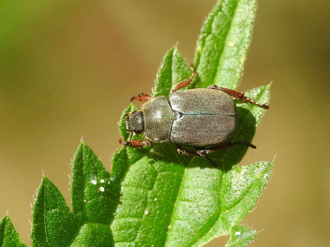Hoplia philanthus