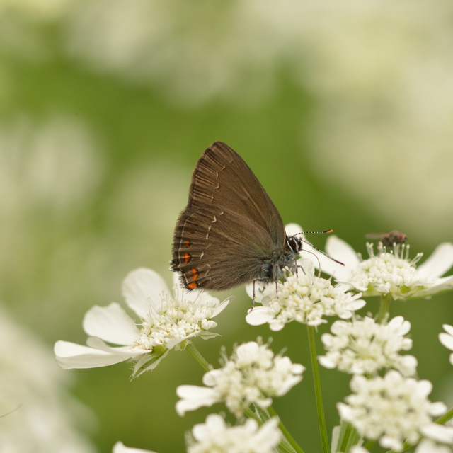 Satyrium ilicis - tölgyfa-csücsköslepke