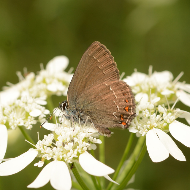 Satyrium ilicis - tölgyfa-csücsköslepke