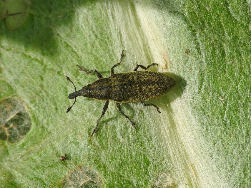 Lixus cardui/filiformis