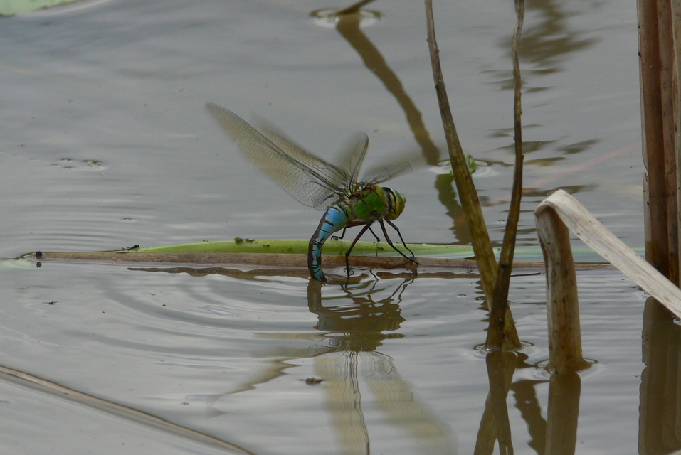 Anax imperator - zöld óriásacsa