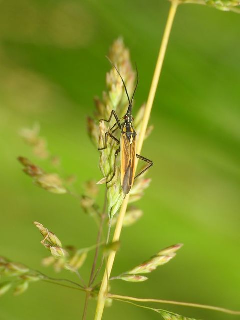 Leptopterna