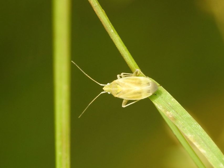 Amblytylus