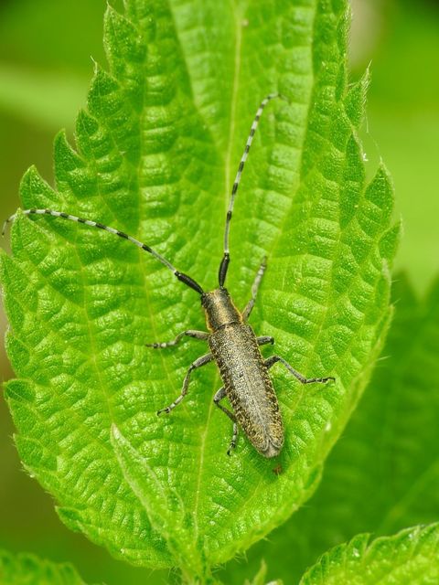 Agapanthia villosoviridescens - fehérgyűrűs bogáncscincér