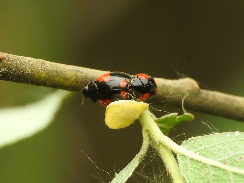Adalia bipunctata - kétpettyes katica