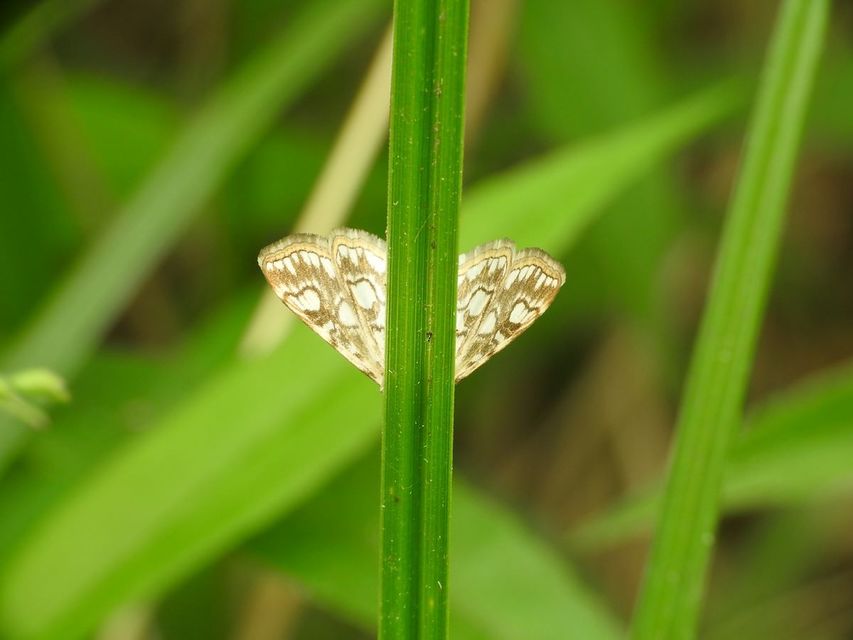 Elophila nymphaeata - tarka vízimoly
